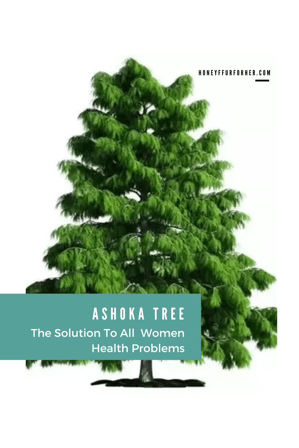 Ashoka Tree Benefits Pinterest Pin Graphic