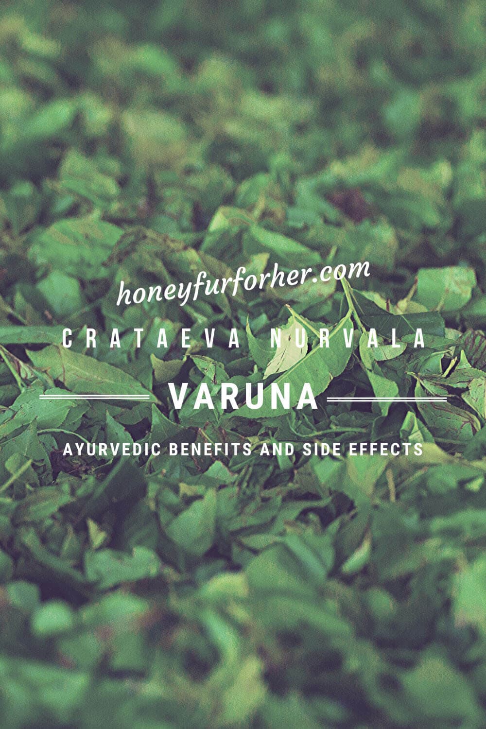 Varuna Benefits Pinterest Graphic