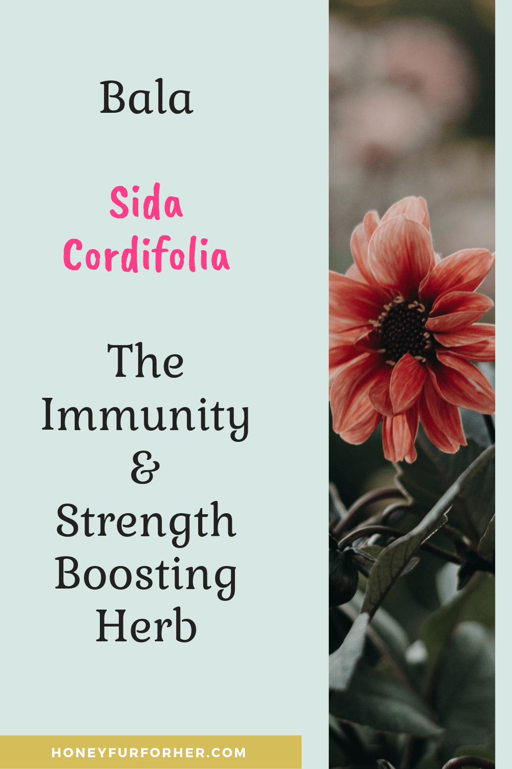 Sida Cordifolia Benefits Pinterest Graphic