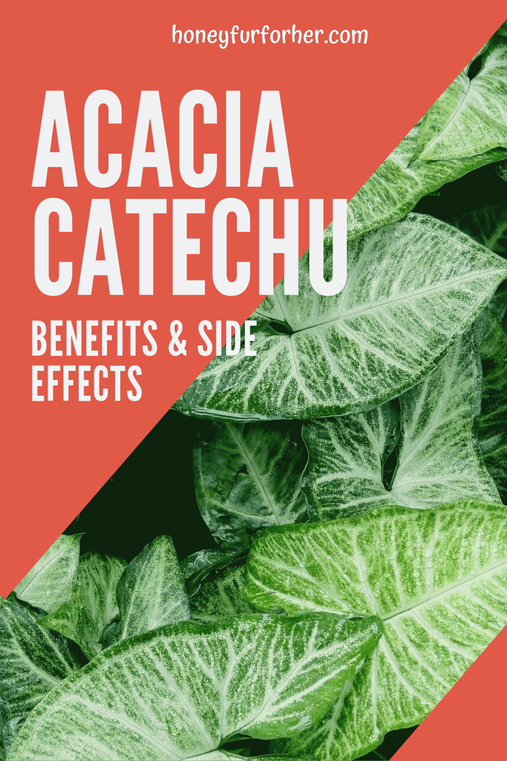 Khadira Acacia Catechu Benefits And Side Effects Pinterest Graphic Image