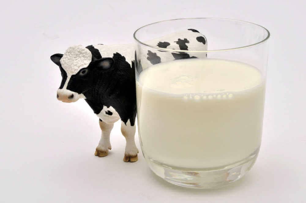 cow milk