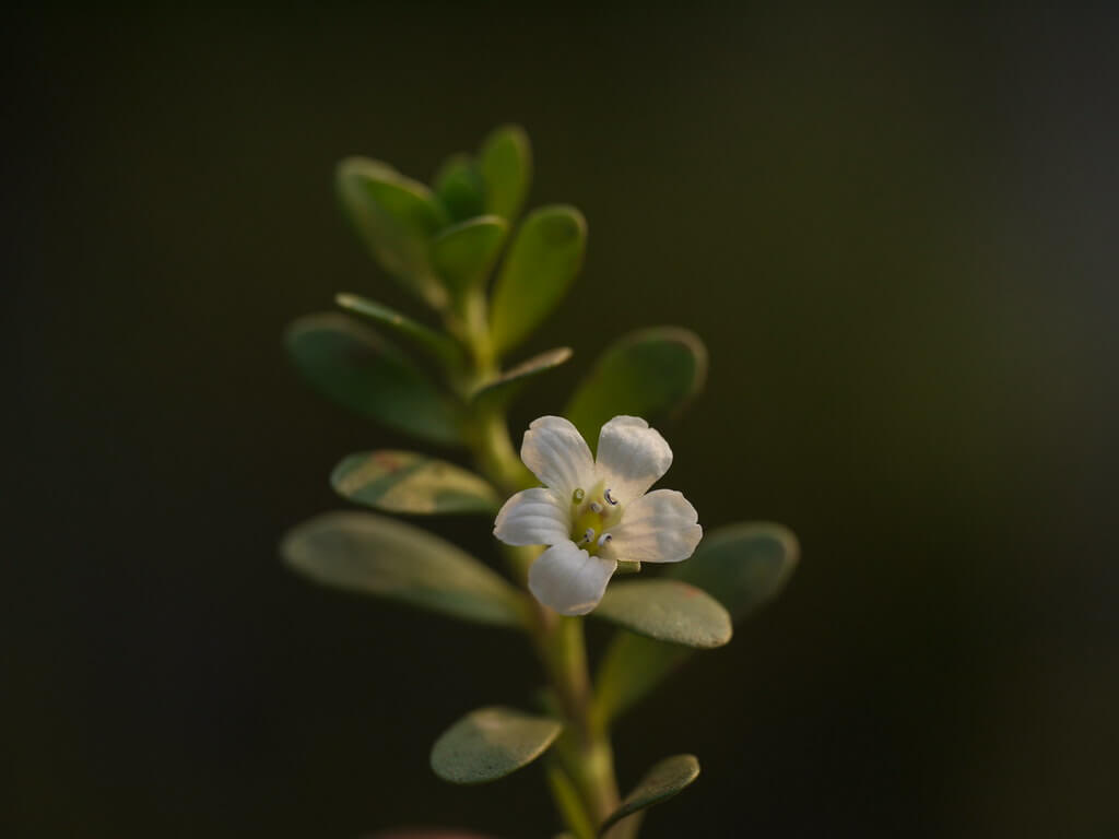Brahmi Bacopa Flower
