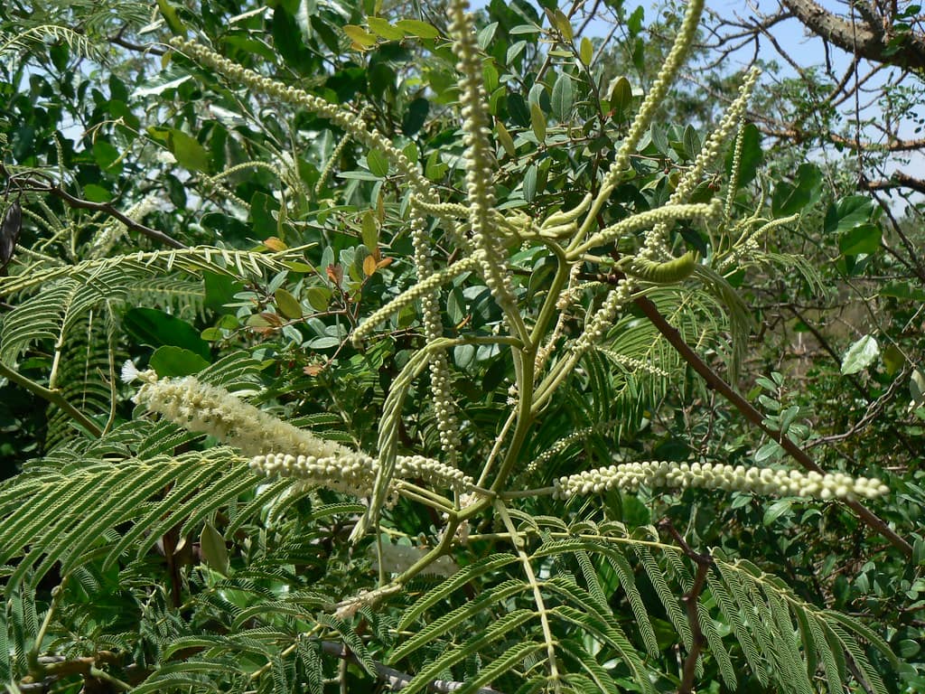 Khair Tree - Khadira - Main Ingredient of Khadirarishta