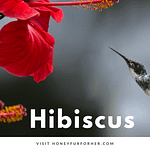 Hibiscus Gudhal Benefits
