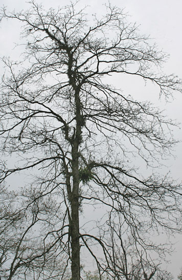 Harad Terminalia chebula Leafless Tree