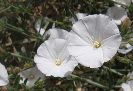 sankhpushpi white flower