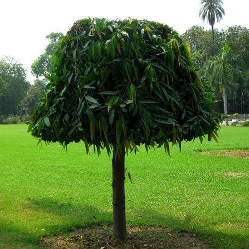 Ashoka Tree Small