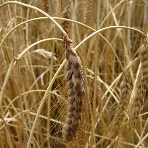 white khapli emmers wheat