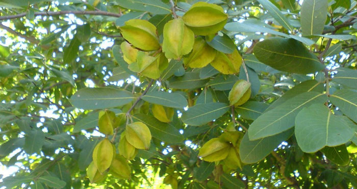 Terminalia Arjuna Arjun Tree