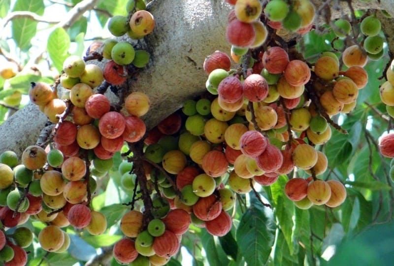 Fruits Of Udumbara Plant