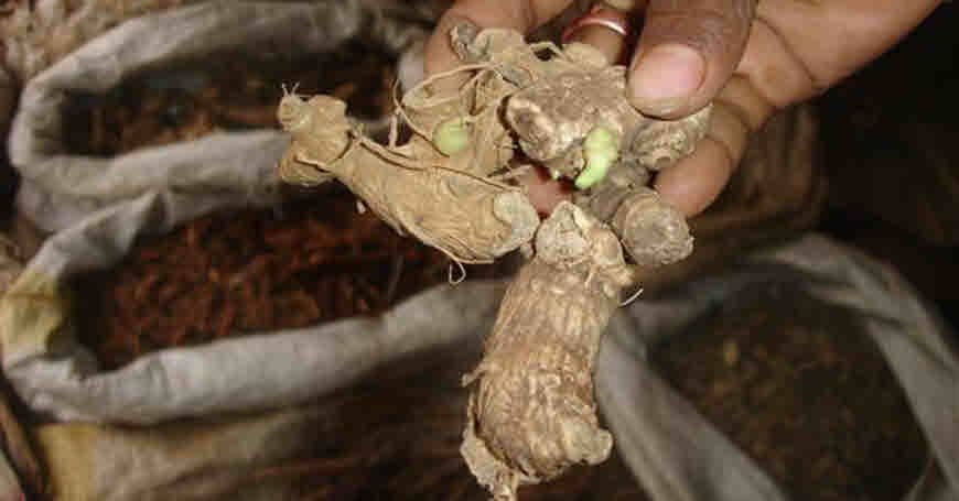 Pushkarmool - Inula Racemosa