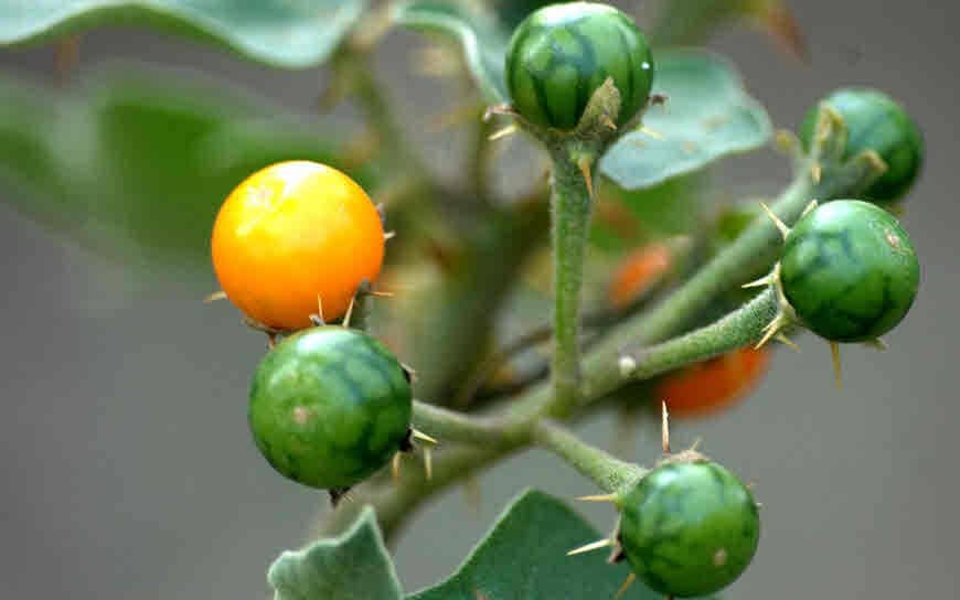 Solanum Indicum Fruit