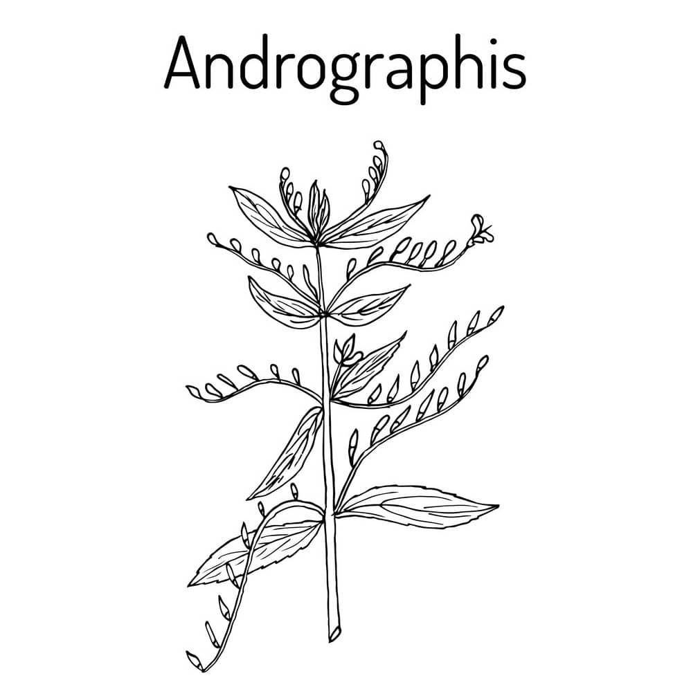 Kalmegh - Andrographis Paniculata