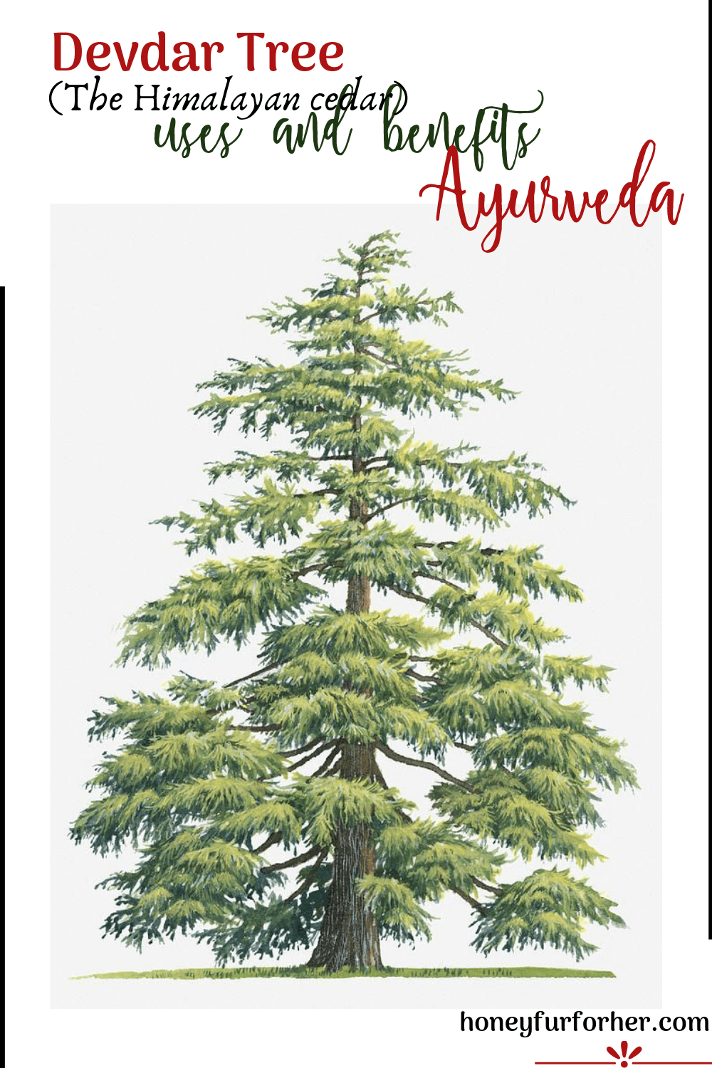 Devadaru Tree Himalayan Cedar Benefits Pinterest Pin Image