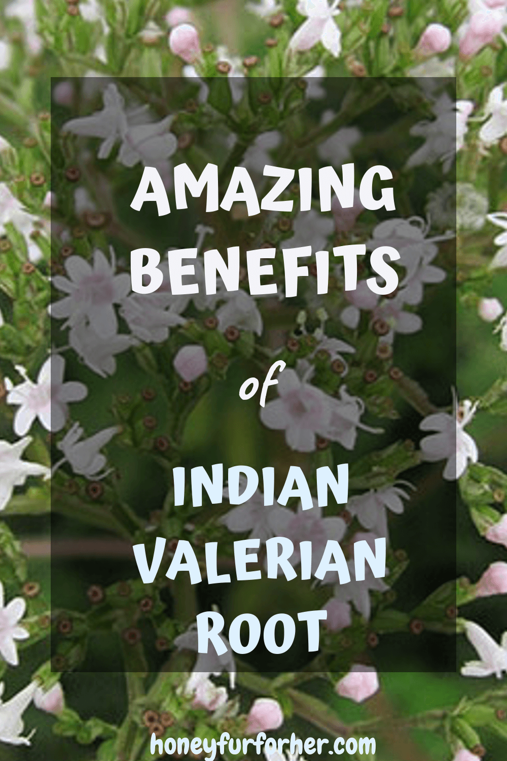 Tagara Indian Valerian Root Benefits Pinterest Pin