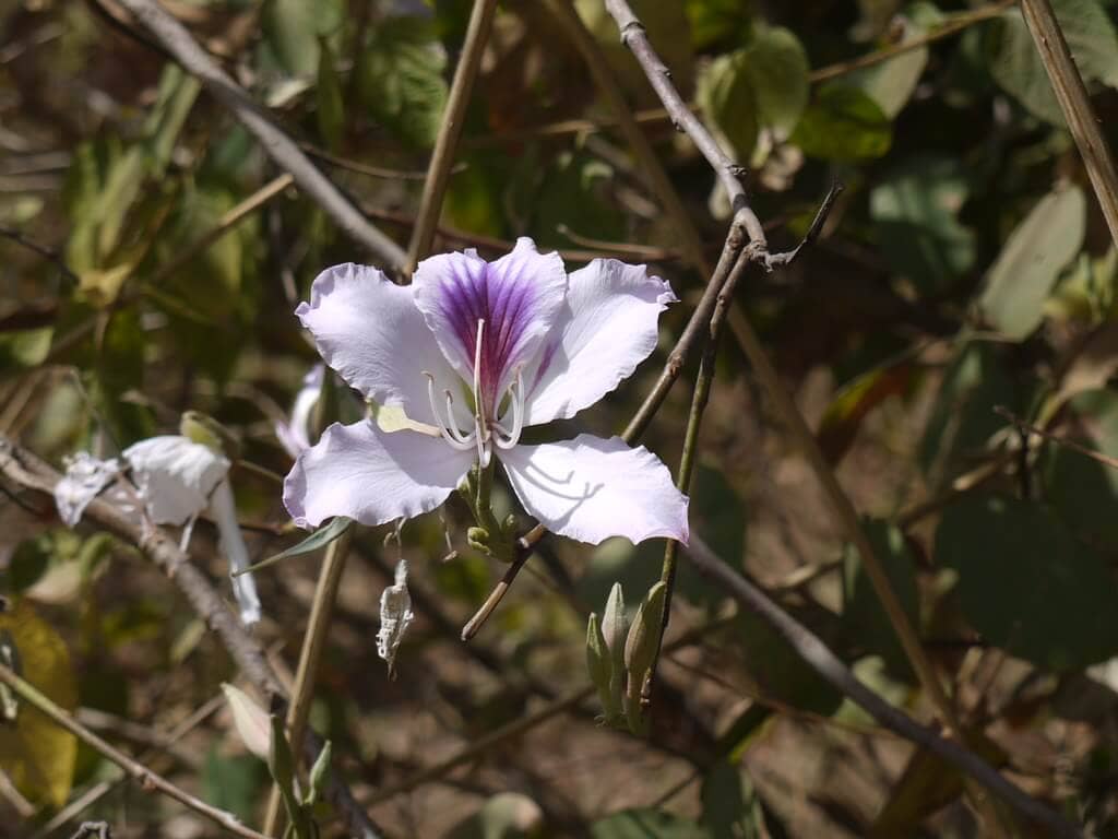 Kachnar Flower