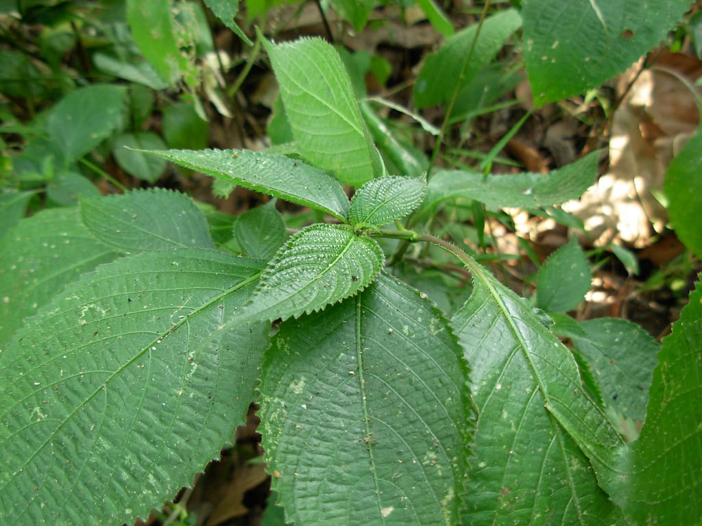Sahachara - Strobilanthes heynianus