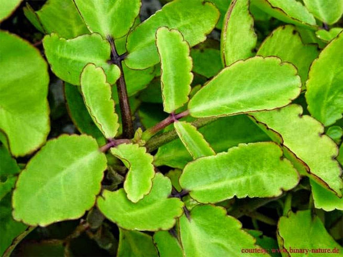 Patharchatta Plant Leaves