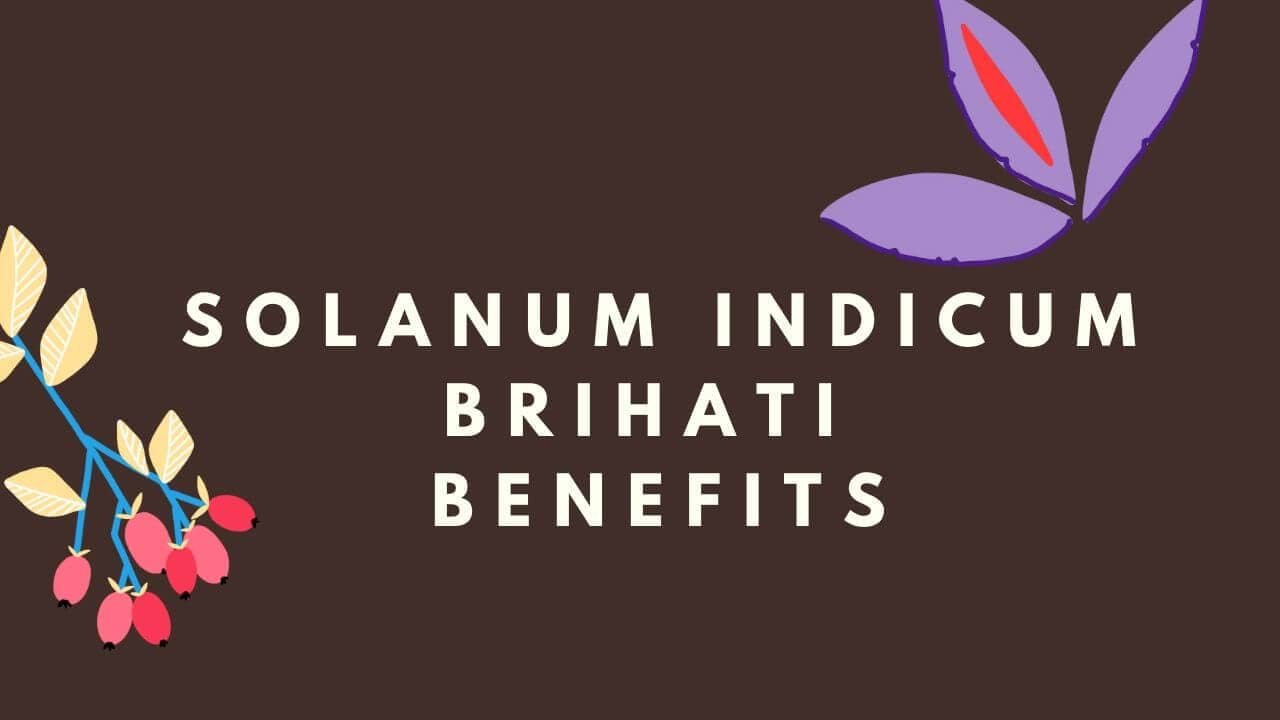 Brihati Benefits Feature Image