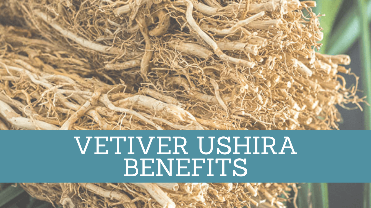 Vetiver ushira benefits Feature Image