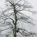 Harad Terminalia chebula Leafless Tree