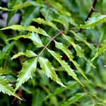 Neem Azadirachta Indica Leaves