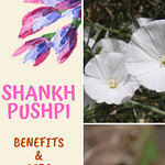 Shankhpushpi Herb Benefits and Side Effects Pinterest Pin