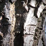 Walnut Tree Bark
