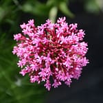 Indian Valerian Flowers