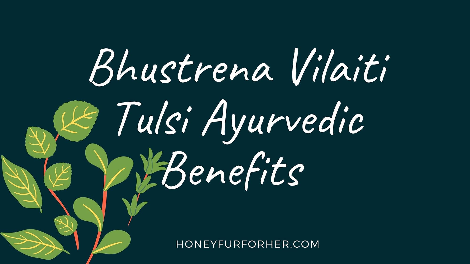 Bhustrena Vilaiti Tulsi Ayurvedic Benefits and Side Effects Feature Image