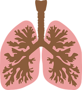 Respiratory Disorders Lungs