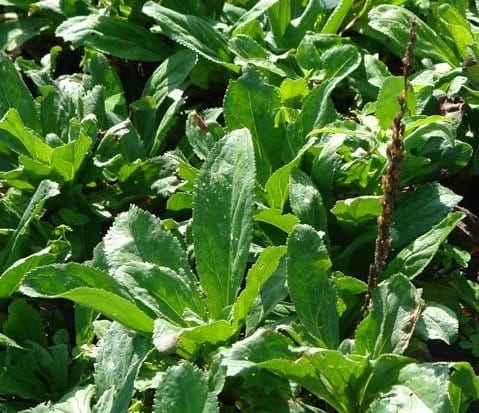 katuka herb plant