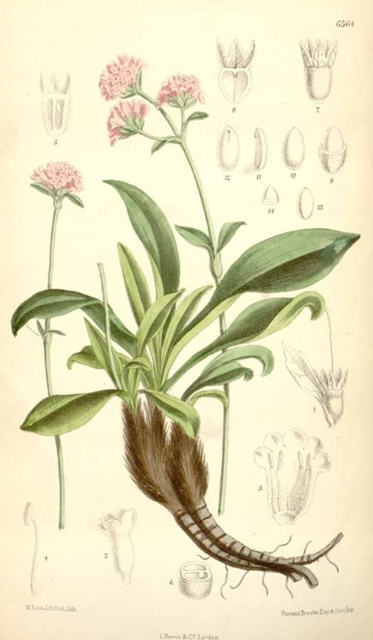 nardostachys grandiflora