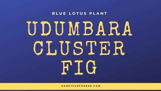 Udumbara Cluster Fig Benefits Feature Image