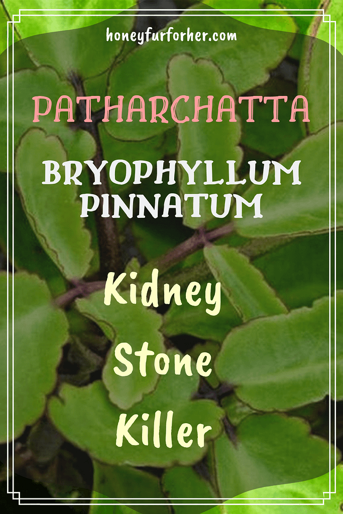 Patharchatta For Kidney Stones Benefits Side Effects Pinterest Pin Graphic