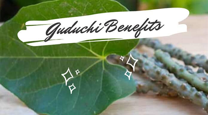Guduchi Benefits Feature Image