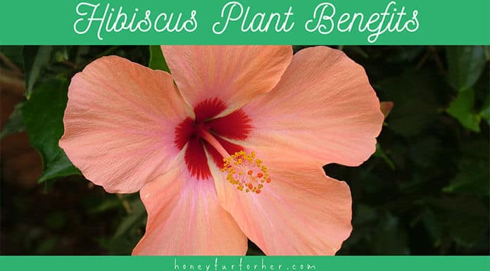 Hibiscus Plant Benefits Featured Image