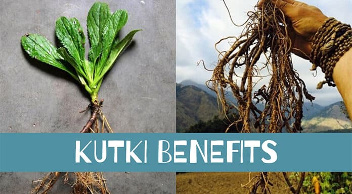 Kutki Benefits Feature Image