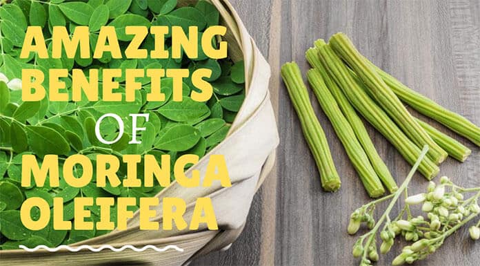 Moringa Drumstick Tree Benefits Feature Image