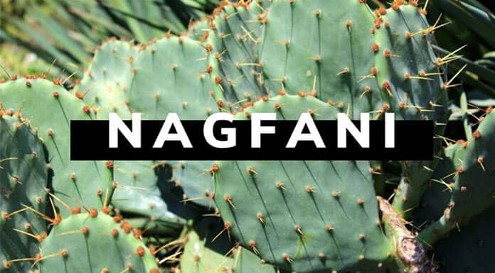 Nagfani Benefits Feature Image