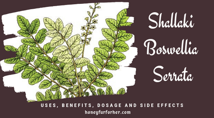 Shallaki Boswellia Serrata Benefits Feature Image