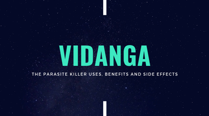 Vidanga Benefits Feature Image