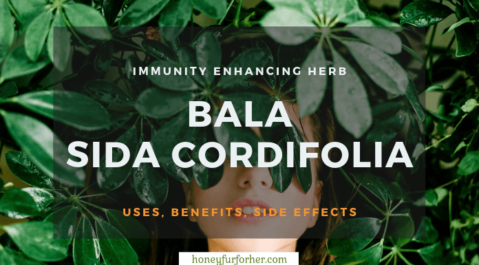 Bala Sida Cordifolia Feature Image