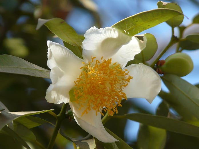 Nagkesar White Flower