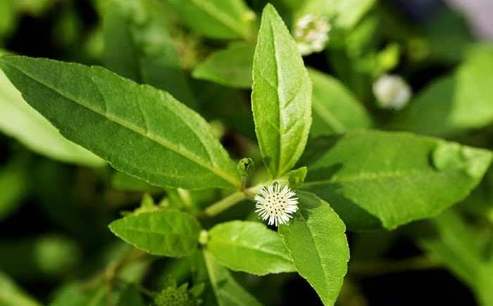 Bhringraj Herb Plant