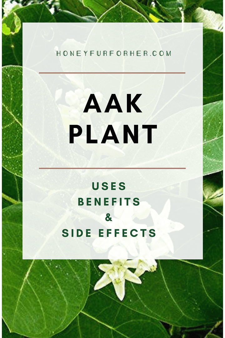 Aak Plant Benefits Pinterest Graphic
