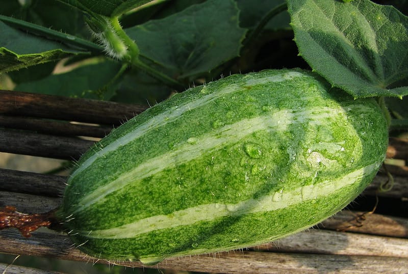 Pointed Gourd Fruit