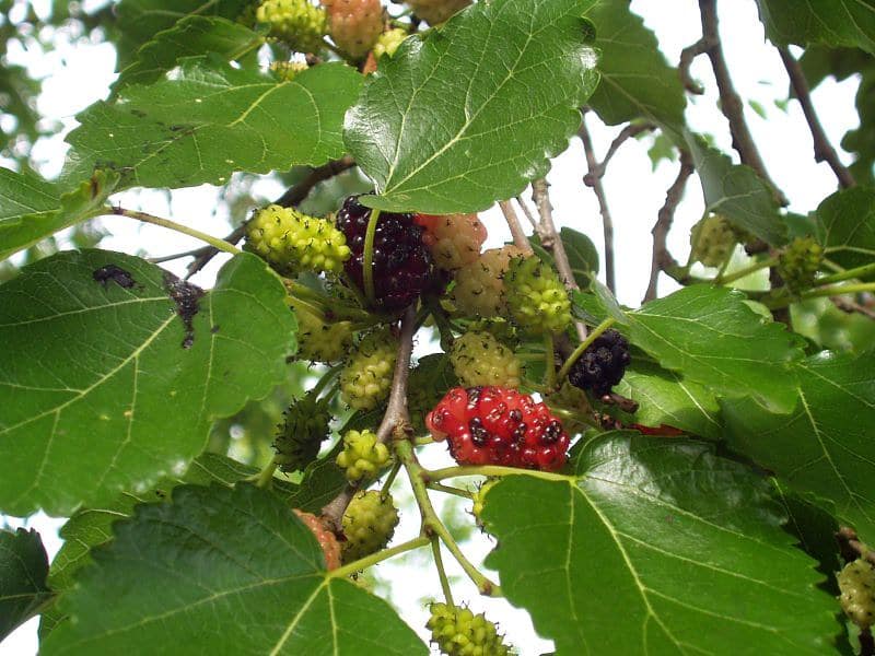Murva Berries Fruit